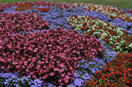 Flowerbed with multicolored flowers in a park in springの写真素材