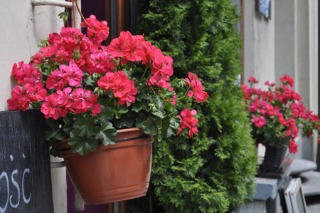 Red geraniums in pots on the street of Paris, France