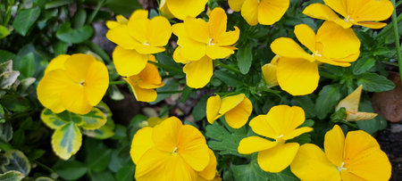 Beautiful yellow pansy flowers in the garden on a sunny dayの写真素材