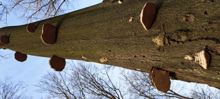 Tree damaged by bark beetle, close-up view of a tree