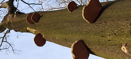 Close-up view of a tree trunk.