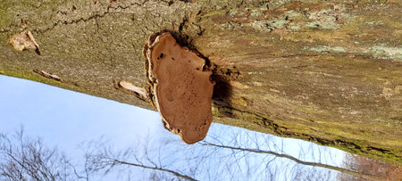 Trametes versicolor growing on a tree in winter