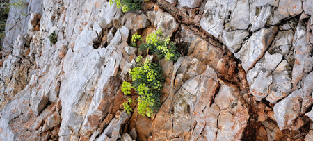 Green plant growing on a rock. The concept of environmental protection.
