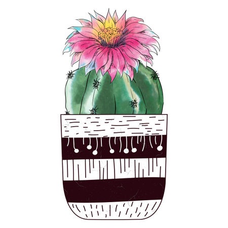 Watercolor cactus isolated on white backgroundの写真素材