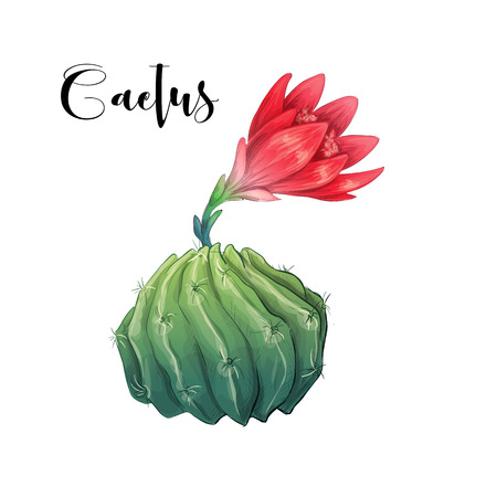 Cactus in desert vector and illustration, hand drawn style, isolated on white background. Vector illustrationのイラスト素材
