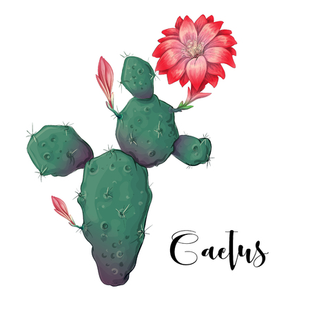 Cactus in desert vector and illustration, hand drawn style, isolated on white background. Vector illustrationのイラスト素材