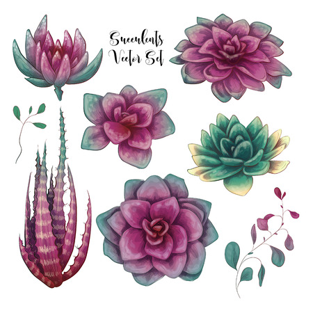 Green colorful succulent bouquets vector design objects. All elements are isolated and editableのイラスト素材