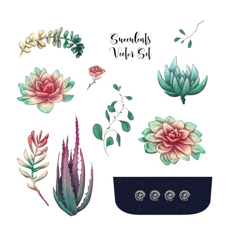 Card with cactuses and succulents set. Plants of desert. Vector illustration.のイラスト素材