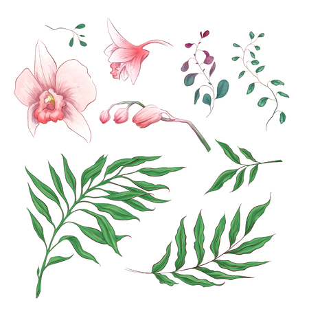 Orchid Tropical Flowers Floral Elements in hand draw Style. Vector illustrationのイラスト素材