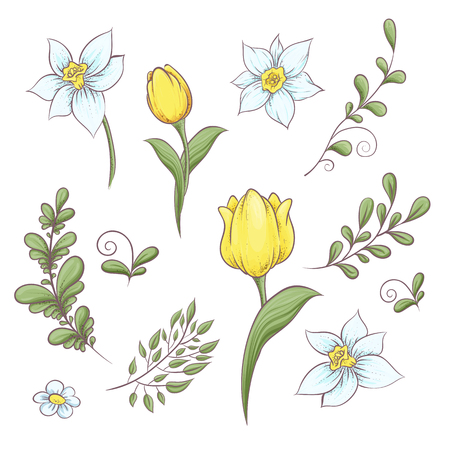 Set flowers tulips. Hand drawing. Vector illustrationのイラスト素材