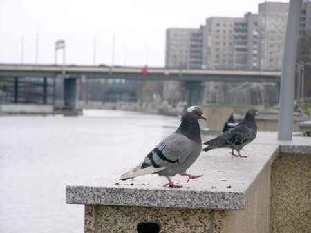Image of a bird bridge doves. Photo compositionの写真素材