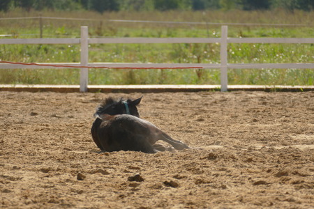 The image of a horse in the forest. Natural composition. Photographyの写真素材