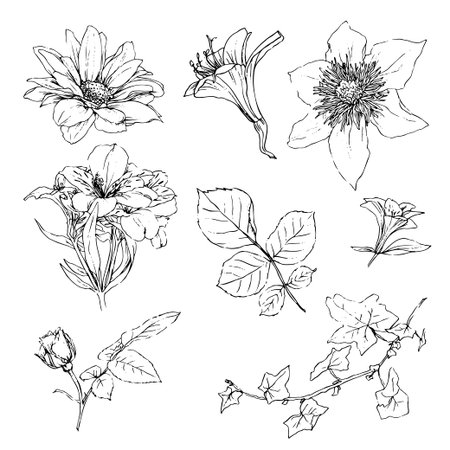 Vector illustration set of roses flowers and leaves, hand drawのイラスト素材
