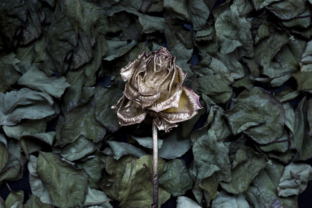 Fade rose painted in gold color, dark moodの写真素材