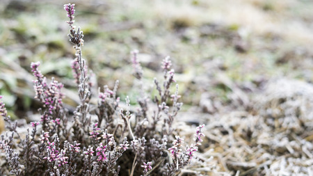 Frost heather in the morningの写真素材
