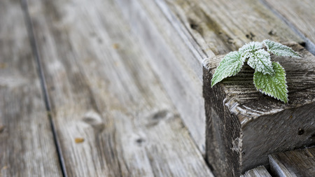 Green frost leaves at wooden backgroundの写真素材