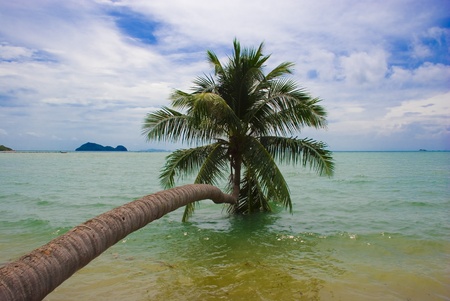 Interesting form palm on the beachの写真素材