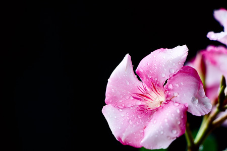 Pink Flower on Black Backgroundの写真素材