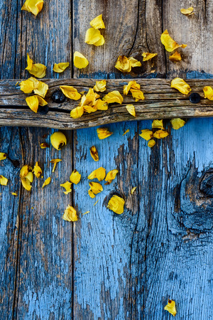 Summer yellow flowers on rustic wooden texture. Top view.の写真素材