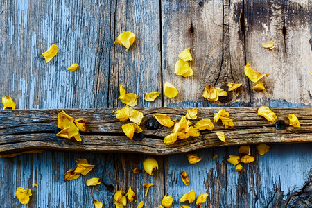 Yellow flowers on vintage wooden texture. Top view.の写真素材