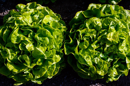 Harvest or agriculture concept. Fresh green lettuce over the organic soil background.の写真素材