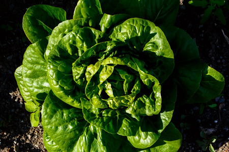 Harvest or agriculture concept. Fresh green lettuce over the organic soil background.の写真素材