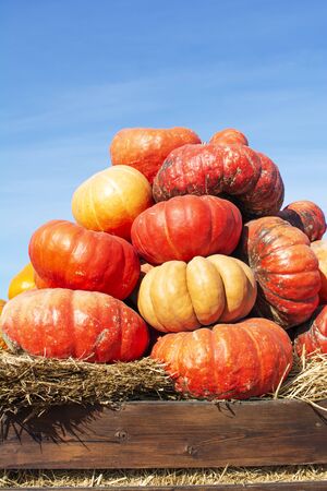 pile of pumpkins in the harvest festival. bright ripe pumpkins on the farmの写真素材