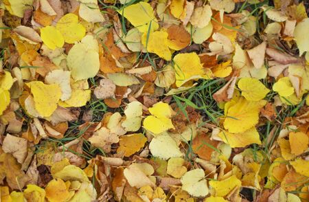 Autumn. Multicolored maple leaves lie on the grass.の写真素材