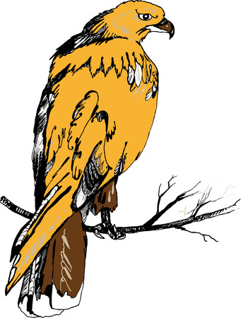 hawkのイラスト素材