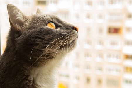 Portrait of gray catの写真素材