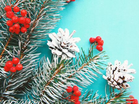 For branches with cones and rowan berries on blue background. Top ivew, closeup. Christmas greeting cardの写真素材