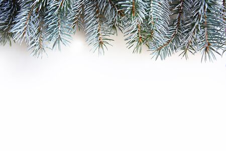 Blue spruce branches on white background. Flat lay, top view, copy space, banner. Christmas or New Year greeting cardの写真素材