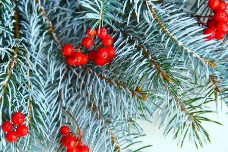 spruce branches with rowan berries on white backgroundの写真素材