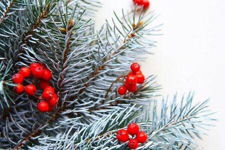 spruce branches with rowan berries on white backgroundの写真素材