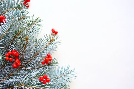 spruce branches with rowan berries on white background, copy spaceの写真素材