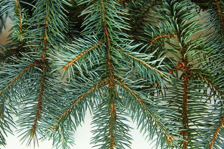 spruce branches closeup, top viewの写真素材