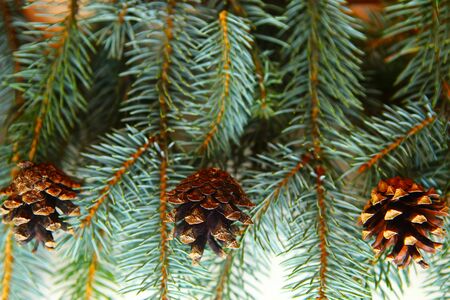 spruce branches with cones closeup, top viewの写真素材