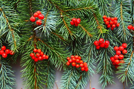 spruce branches with rowan berries, closeup, top viewの写真素材