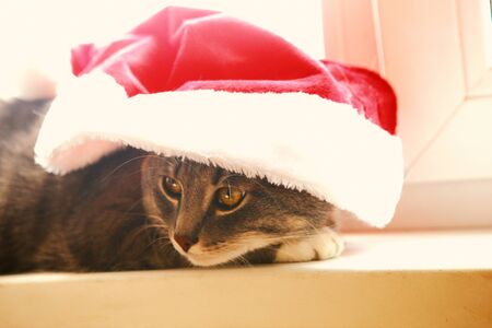 Grey cat in Santa hat. Merry Christmas or New Year conceptの写真素材