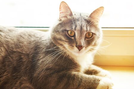 Beautiful grey cat sits on the windowsillの写真素材