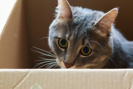 Gray cat in the boxの写真素材