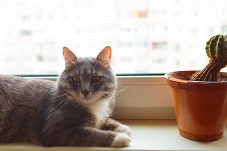 Gray cat sits on the windowsillの写真素材