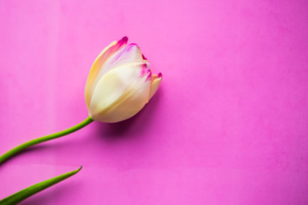 White tulip on pink background. Easter or Women's Day greeting cardの写真素材