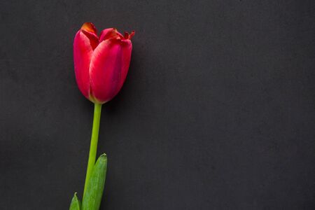 Red tulip on black paper background. Valentine's Day or Mother's Day greeting cardの写真素材