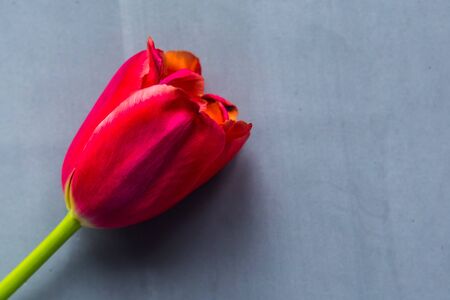 Red tulip on gray background, closeup, top view. Easter< mother's Day or Women's Day greeting cardの写真素材