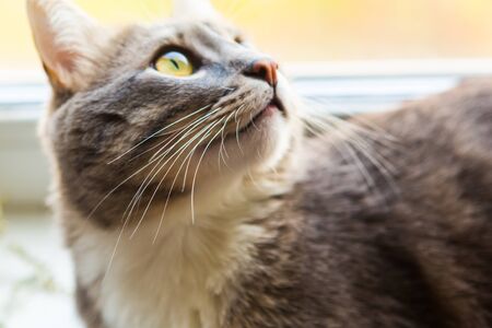 gray tabby cat sits on the windowsillの写真素材