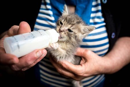 Woman feed little gray kittenの写真素材