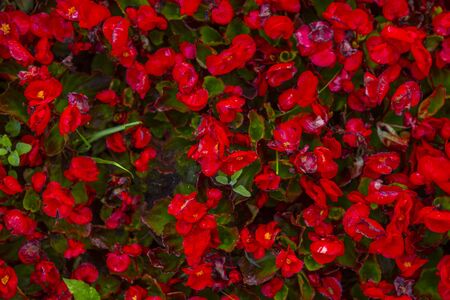 red summer flowers texture, top viewの写真素材