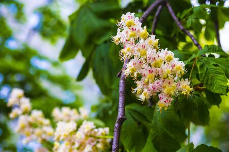 Chestnut tree blossom in spring. Chestnut blooming branch, closeupの写真素材