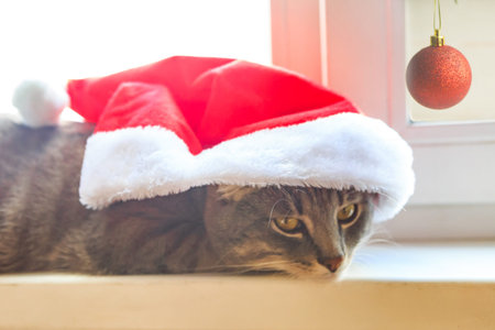 Cat in Santa hat lying on the windowsill